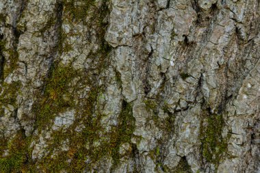 Sert ağaç kabuğunun yakın plan görüntüsü karmaşık desenler ve dingin bir orman ortamında doğal ışık altında canlı yeşil yosun sergiliyor..