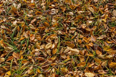 Kurumuş sonbahar yapraklarının canlı bir karışımı zemini yeşil çimen parçalarıyla örterek berrak gökyüzünün altında pitoresk bir sonbahar manzarası yaratır..