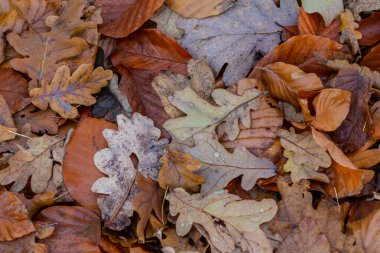 Turuncu kahverengi ve sarı yaprakların canlı gölgeleri yumuşak doğal ışık altında orman zeminini örtüyor. Huzurlu bir sonbahar mevsimsel sükuneti çağrıştırıyor..