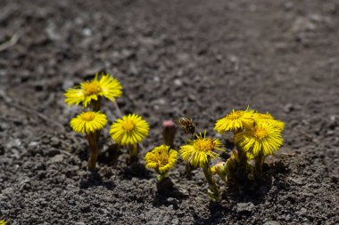 Tussilago farfara, papatya familyasından Asteraceae familyasına ait bir bitki türü. Güneşli bir bahar gününde bir bitkinin çiçekleri.