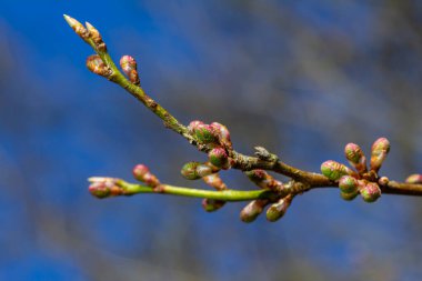 Bahar genç yaprakları ağaçların üzerinde bir bahar parkının arka planına karşı. Bahar manzarası, ilk yapraklı ağaçlar..
