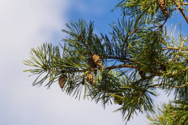 Doğal ortamda kozalaklı Pinus Sylvestris dalı.