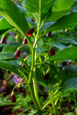 Scopolia Carniolica, Solanaceae familyasına ait zehirli bir bitki türü..