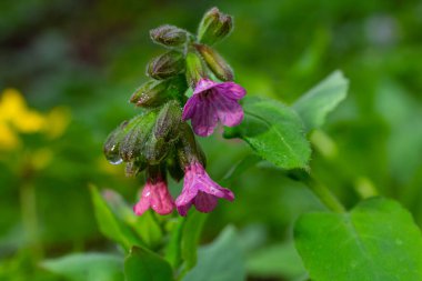 Yeşil yapraklar üzerinde canlı ve parlak pulmonarya çiçekleri yakın plan.