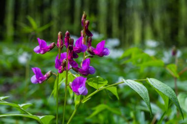 Bahar çiçekleri Lathyrus vernus bitkisini vahşi doğaya yayıyor. Mayıs.
