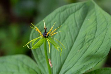 Paris kuadrifolisi çiçek açmış. Halk arasında bitki Paris ya da gerçek aşığın düğümü olarak bilinir..