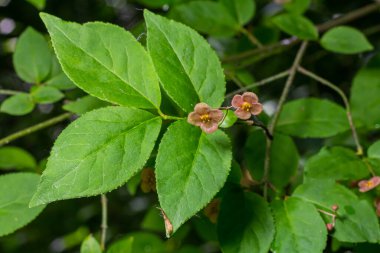 Küçük çiçekler Euonymus verrucosus veya iğ ağacı.