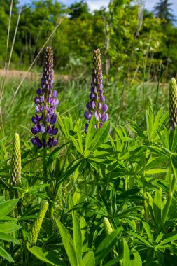 Lupinus, lupin, acı bakla alan pembe mor ve mavi çiçekli.