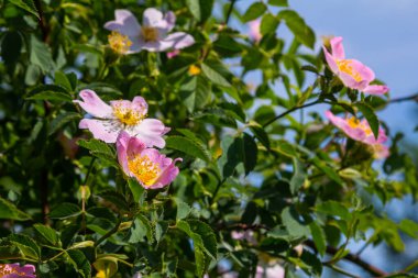 Köpek gülü, Rosa canina, pembe veya beyaz çiçekli ve ilaçlarda kullanılan önemli bir şifalı bitkidir. Bu bir yaban gülü ve sonbaharda kırmızı güllük gülistanlık meyveleri var..