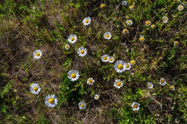 Oxeye papatya papatyası İlkbaharda çiçek açıyor, Bahçede beyaz çiçekler kapanıyor, çayırda yabani papatyalar yetişiyor, yeşil çimlerde beyaz papatyalar. Oxeye papatya.