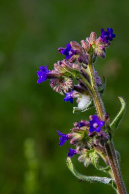 Anchusa officinalis, yaygın olarak bugloss veya yeşil arka planlı alkanet olarak bilinir..
