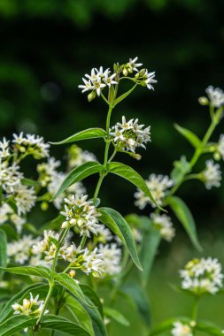 Vincetoxicum hirundinaria. Apocynaceae familyasından beyaz kırlangıç otu..