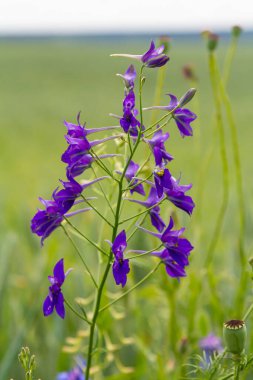 Mor alan delfinyumunun makro çiçekleri, konsolida, güzel çiçekler, botanik.