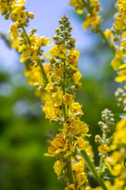 Sıhhiye ve şifalı bitki olarak kullanılan verbascum nigrum bitkisinin soluk sarı çiçekleri şifalı bahçede yetişir..