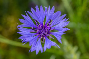 Centaurea siyanus tarlalarımızda yaygın bir çiçektir..