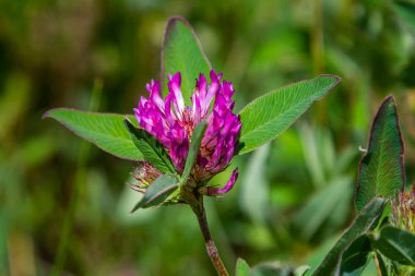 Yabani kırmızı yonca çiçeği yeşil doğa arka planına sahip trifolium pratense izole.