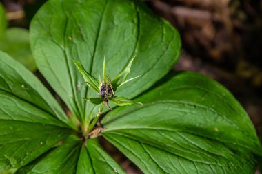 Çok zehirli bir bitki olan Kuzgun 'un gözü dört yapraklı Paris kuadrifolisi ormanlarda yetişen dut ya da gerçek aşıklar düğümü olarak da bilinir..