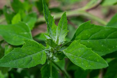 Chenopodium albümü, yenilebilir bitki, yaygın isimler kuzu konserveleri, eritme, kaz ayağı, beyaz kaz ayağı, yabani ıspanak, banyo ve şişman tavuk..