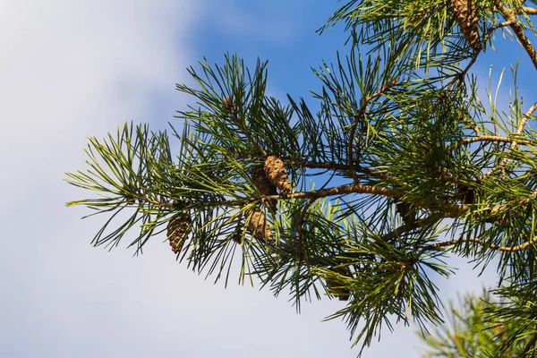 Doğal ortamda kozalaklı Pinus Sylvestris dalı.