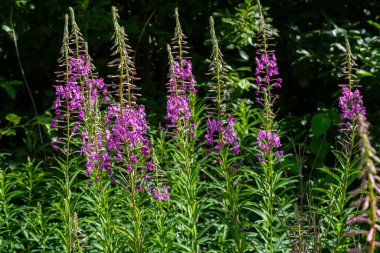 Çiçek açan muhteşem ateş otu Chamaenerion angustifolium akşam güneşi tarafından vurgulanır. Bir demet çiçek açan Rosebay Willoerbs.