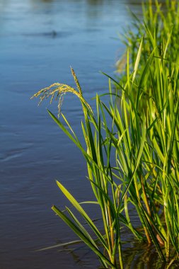 Nehrin kıyısında ve sularda, yem tanecikli gliseria maxima yetişir..