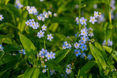 Myosotis palustris Myosotis palustris Myosotis çiçekleri bahar mevsiminde çiçek açarlar. Unutma beni çiçekli, parlak yeşil yapraklı makro mavi.