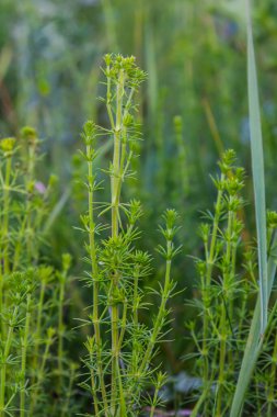 Haziranda güzel açan beyaz yatak örtüsü, Galyum albümü.