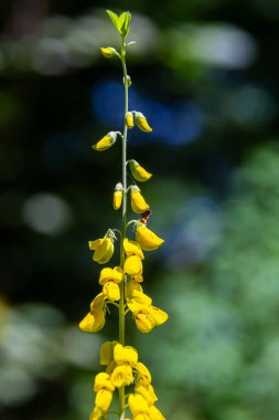 Lembotropis Nigrican 'lar doğada yetişir. Cyni Süpürgesi Çalı üzerinde sarı çiçeklerin narin bir dalı.