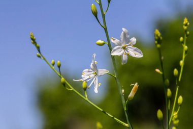 Anthericum ramosum 'un narin, beyaz ve sarı çiçekleri, yıldız şeklinde, vahşi, bulanık yeşil arka planda büyüyen, parlak ve güneşli yaz günü,.