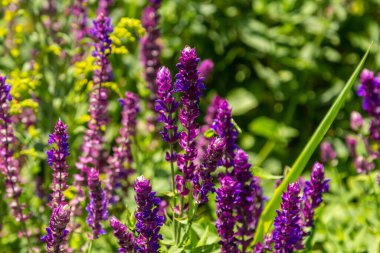 Salvia nemorosa, orman bilgesi, güzel parlak renk, çiçek açmış menekşe mavisi çiçekler, bahçedeki muscadine çiçekli süs bitkileri.