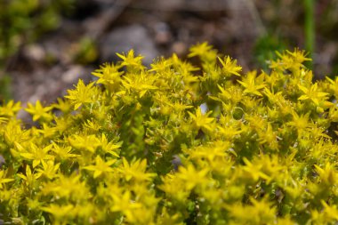 Müller tohumları orman yatağında. Sedum dönümü. Tarlada yetişen sarı çiçekler.
