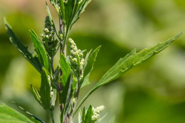 Chenopodium albümü, yenilebilir bitki, yaygın isimler kuzu konserveleri, eritme, kaz ayağı, beyaz kaz ayağı, yabani ıspanak, banyo ve şişman tavuk..