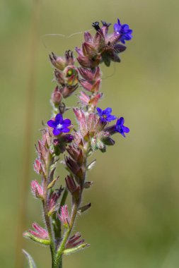 Anchusa officinalis, yaygın olarak bugloss veya yeşil arka planlı alkanet olarak bilinir..