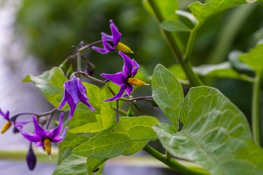 Acı tatlı itüzümü Solanum dulcamara çiçekleri ve yapraklı tomurcuklar. Metin için yer.