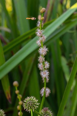 Kirpi dallı Sparganium erektumu - doğal bir bahçenin bahçe havuzunda çiçek açan bitki.