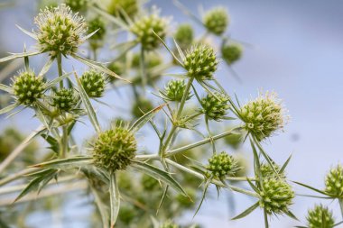 Vahşi doğada eryngo olarak bilinen devedikeni Eryngium kampı yetişir. Tıbbi olarak kullanılan bir Eryngium türüdür..