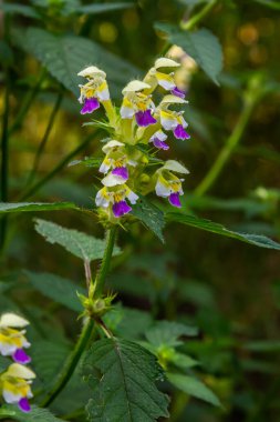 Yaz mevsimi yabani otların arasında, ısırgan otu filizleri Galeopsis Specosa.