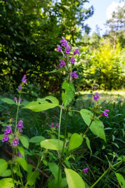 Hemp ısırganı, Galeopsis tetrahit. Bifid kenevir ısırganı bifida. Lamiaceae ailesinde pembe çiçekli bitki, en alt lobda çentik var..