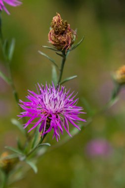 Çiçekli çayır yosunu, Centaurea jacea, çayırda..