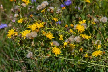 Hieracium laevigatum veya pürüzsüz şahin otu. Hieracium, bilinen adıyla şahin otu ve klasik adıyla hiyerakion. Çiçek masaüstü arka planı. Hieracium caespitosum, yaygın olarak çayırotları olarak bilinir..