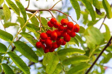 Ağaçta bir demet kırmızı kızılcık çileği.