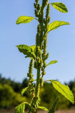 Amaranthus retroflexus, yaygın isimlerinden birine uygun olarak, bir çalı ağacı oluşturur. Neotropik veya Orta ve Doğu Kuzey Amerika 'ya özgü olabilir. Bu bitki farklı bir sebze olarak yenir..