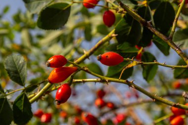 Kırmızı köpek güz mevsiminde böğürtlen verir. Güneşli bir günde birçok kırmızı gül ağacı meyvesi ve yeşil yapraklar.