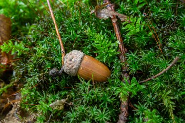 Sonbahar arka planında düşen meşe yaprakları ve olgun meşe palamutları orman zemininde yatar. Quercus robur, yaygın olarak petiolate meşe, Avrupa meşesi olarak bilinir..