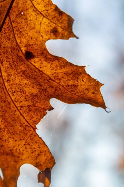 Ağacın dallarında renk değiştiren meşe yaprakları sonbahar mevsiminin parlak güneş ışığıyla aydınlatılıyor..
