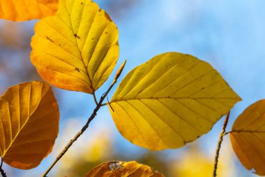 Güz renkli kayın yaprakları bir ormanda gri bir arka planda. Sonbahar doğası.