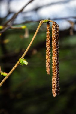 Yeni tomurcuklar oluşmaya başladığında Catkins bir daldan sarkmış ve uzamış ve kahverengileşmişti. Bu da baharın sakin bir açık havaya gelişini gösteriyordu..