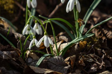 Common snowdrop blooms in a spring forest attracting pollinators among fallen leaves and fresh greenery.