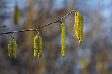 Corylus Avellan 'ın yeşil katkinleri bahar aylarında yumuşak güneş ışığıyla dolu sakin bir ortamda doğanın yenilenmesini sergiliyor..