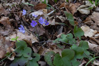 Hepatica flowers emerge in a vibrant display contrasting with the brown leaves that blanket the forest floor during the arrival of spring.
